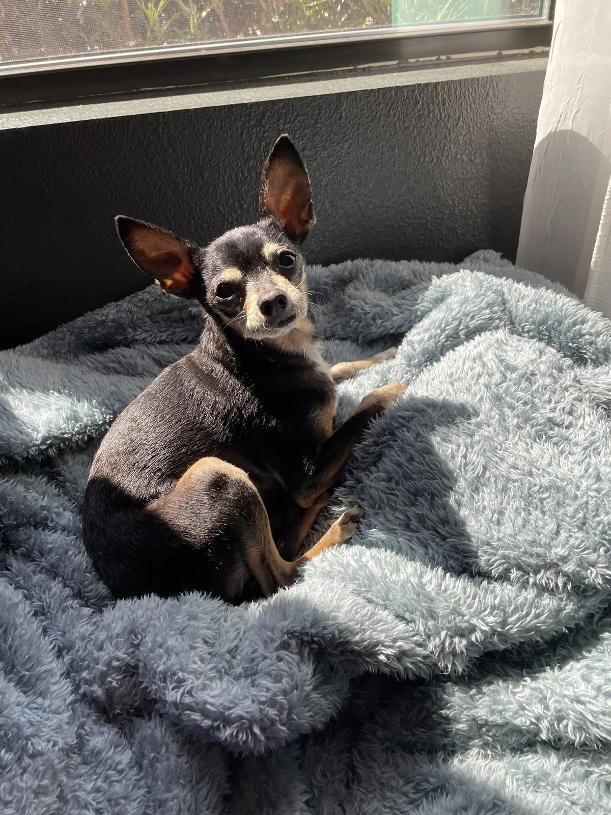 Memorial stone for Doug, beloved Chihuahua dog 2