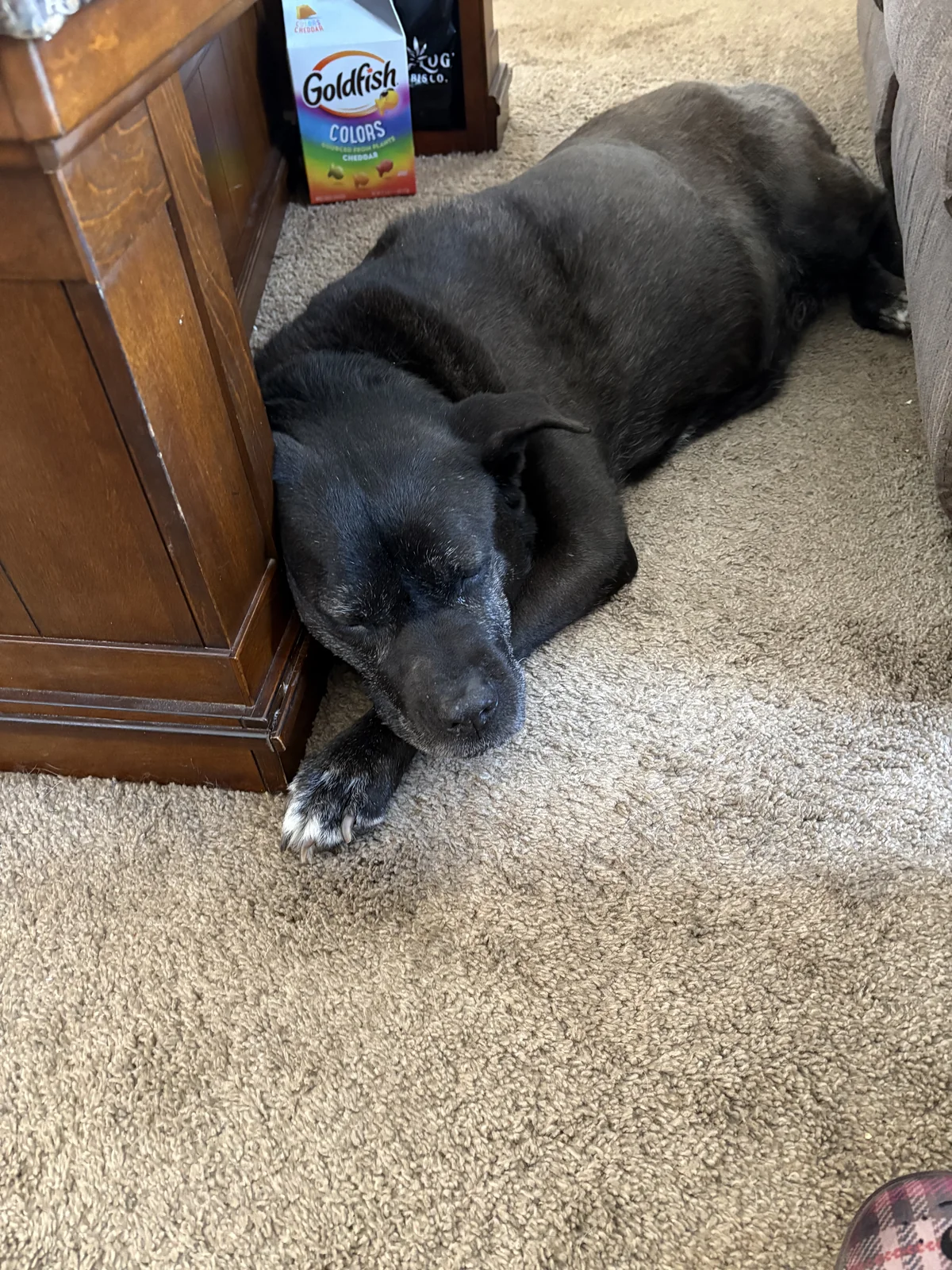 Gigi memorial tribute