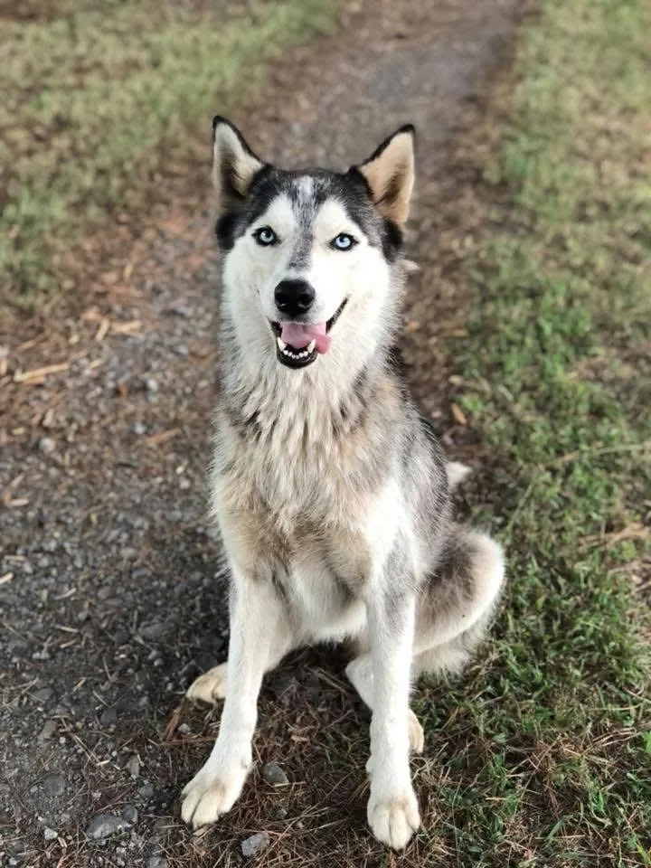 Kira memorial tribute