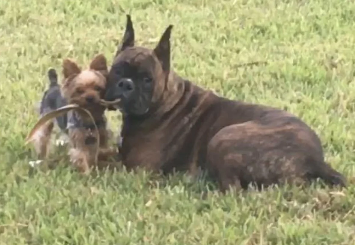 Memorial stone for MACK, beloved Boxer dog 2