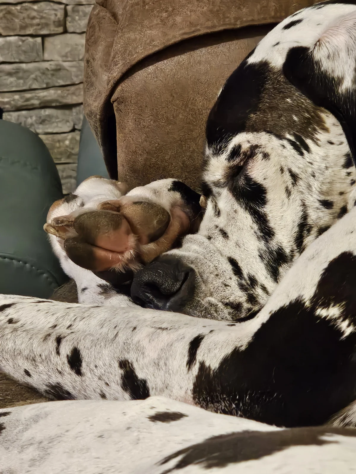 Memorial stone for Mara Jade, beloved Great Dane dog 2