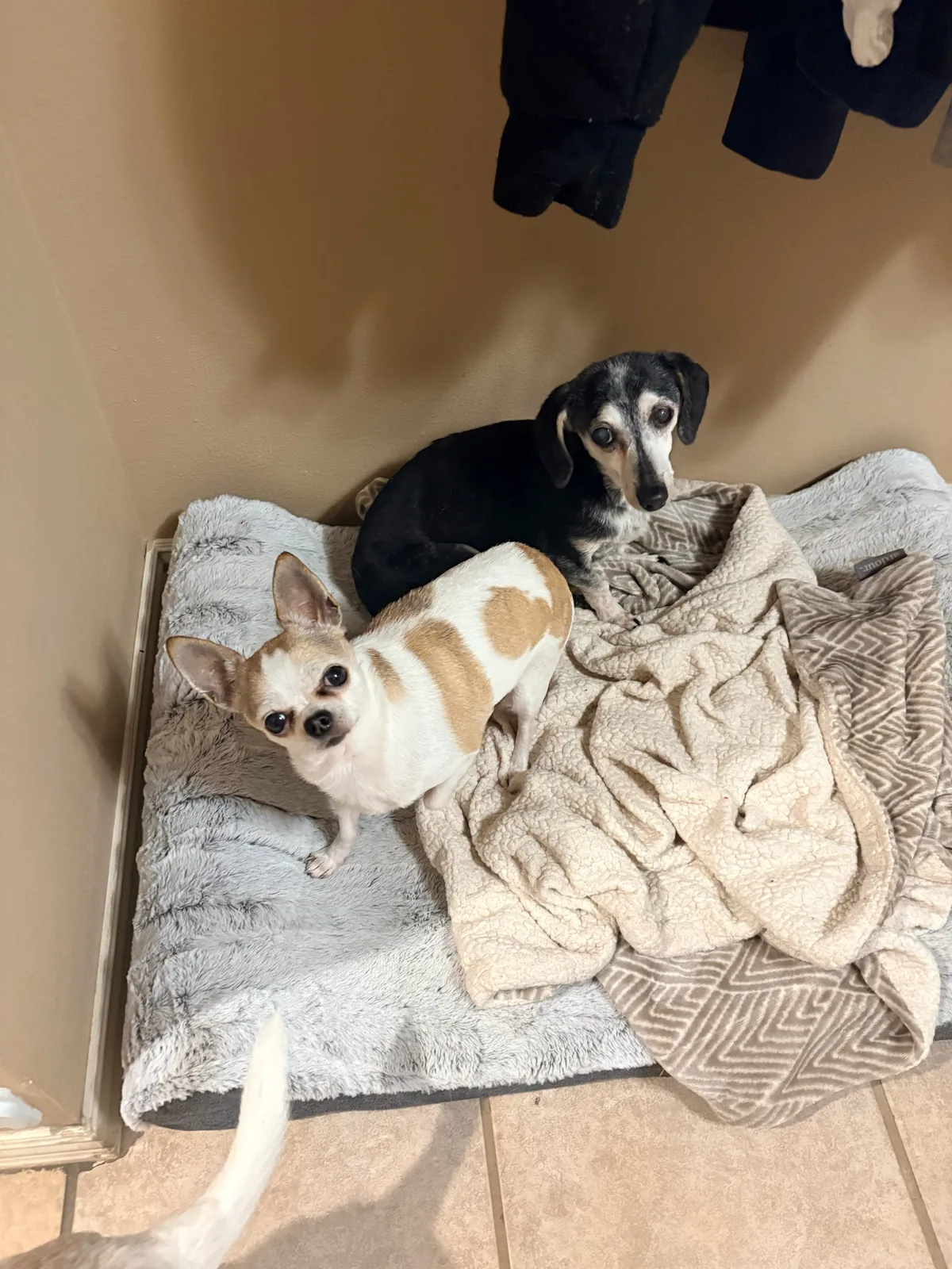 Miss Molly memorial tribute