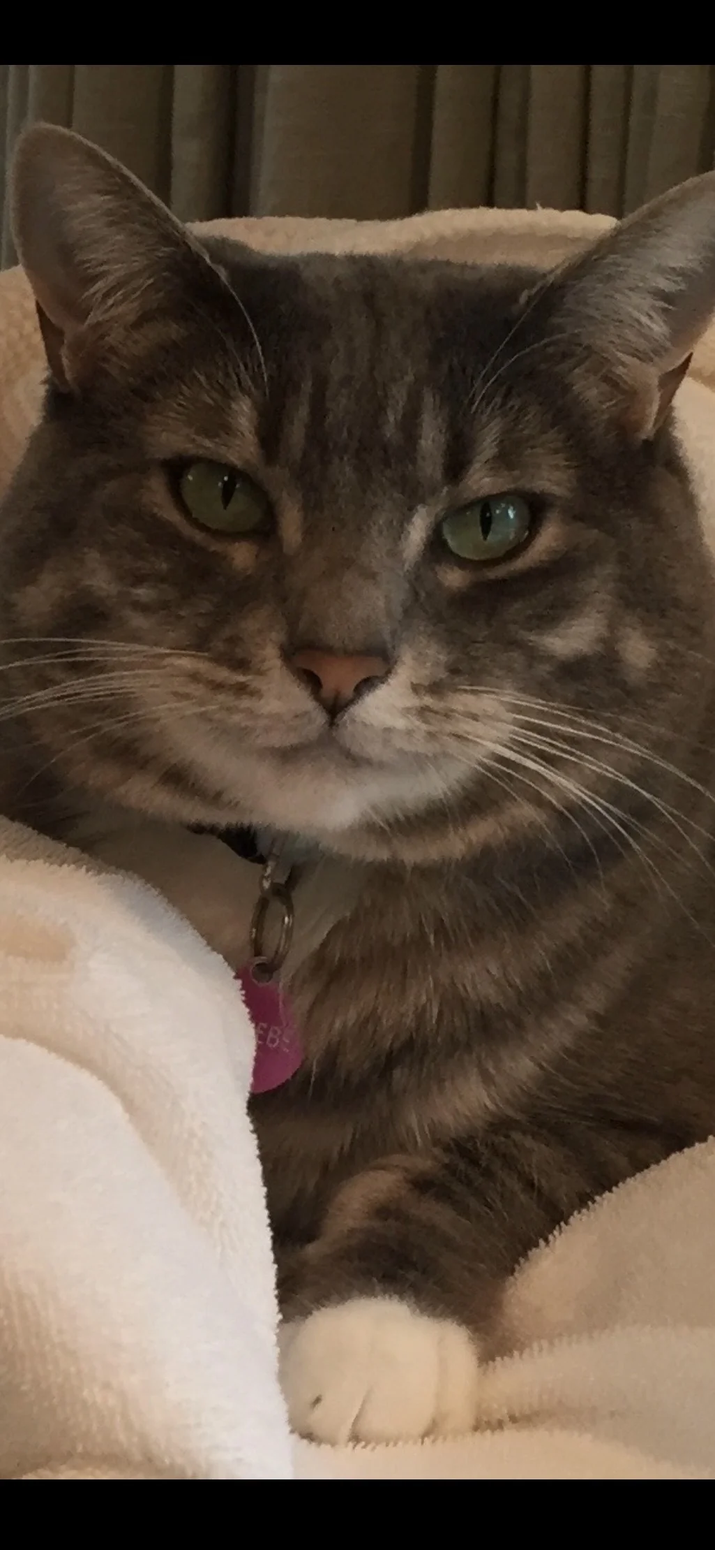 Phoebe memorial tribute