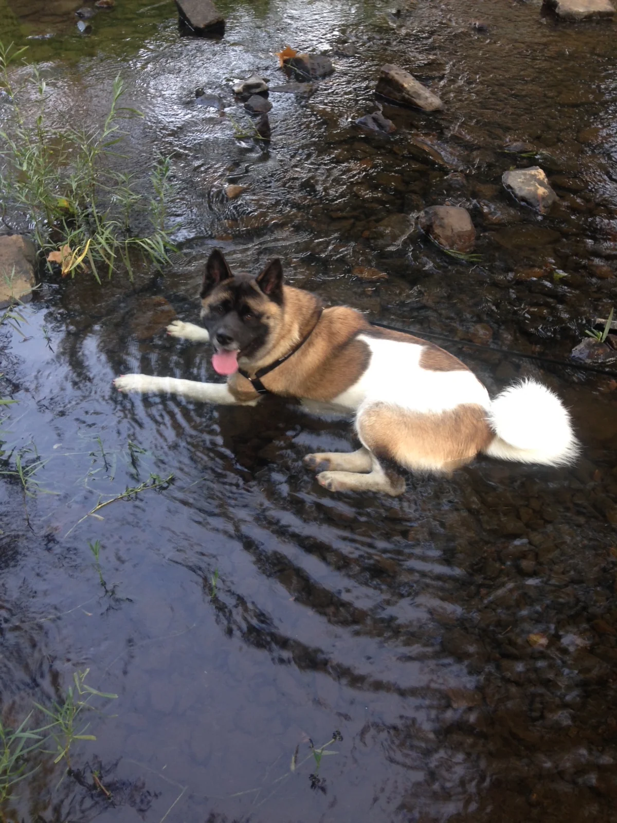Memorial stone for Phoebe, beloved American Akita dog 2