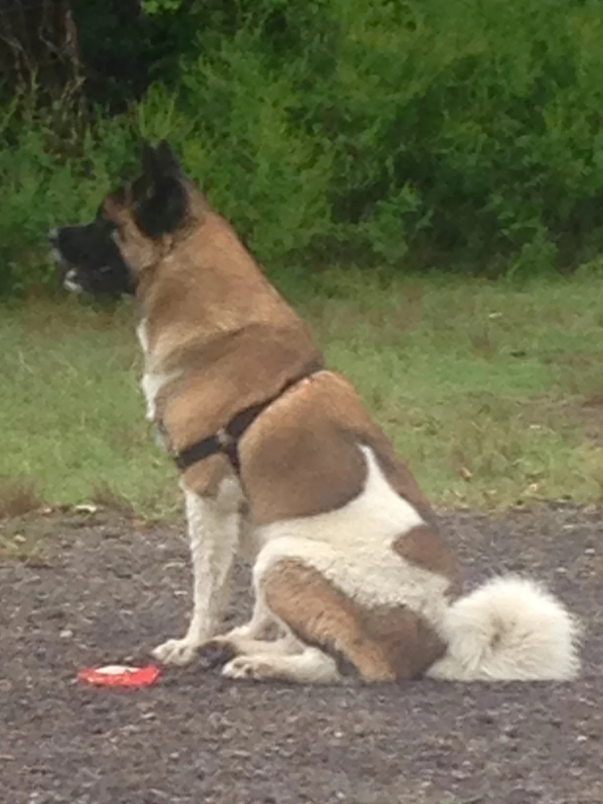 Phoebe memorial tribute