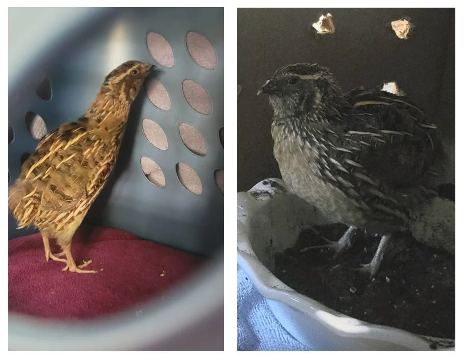 Quilliam Kiwi memorial tribute