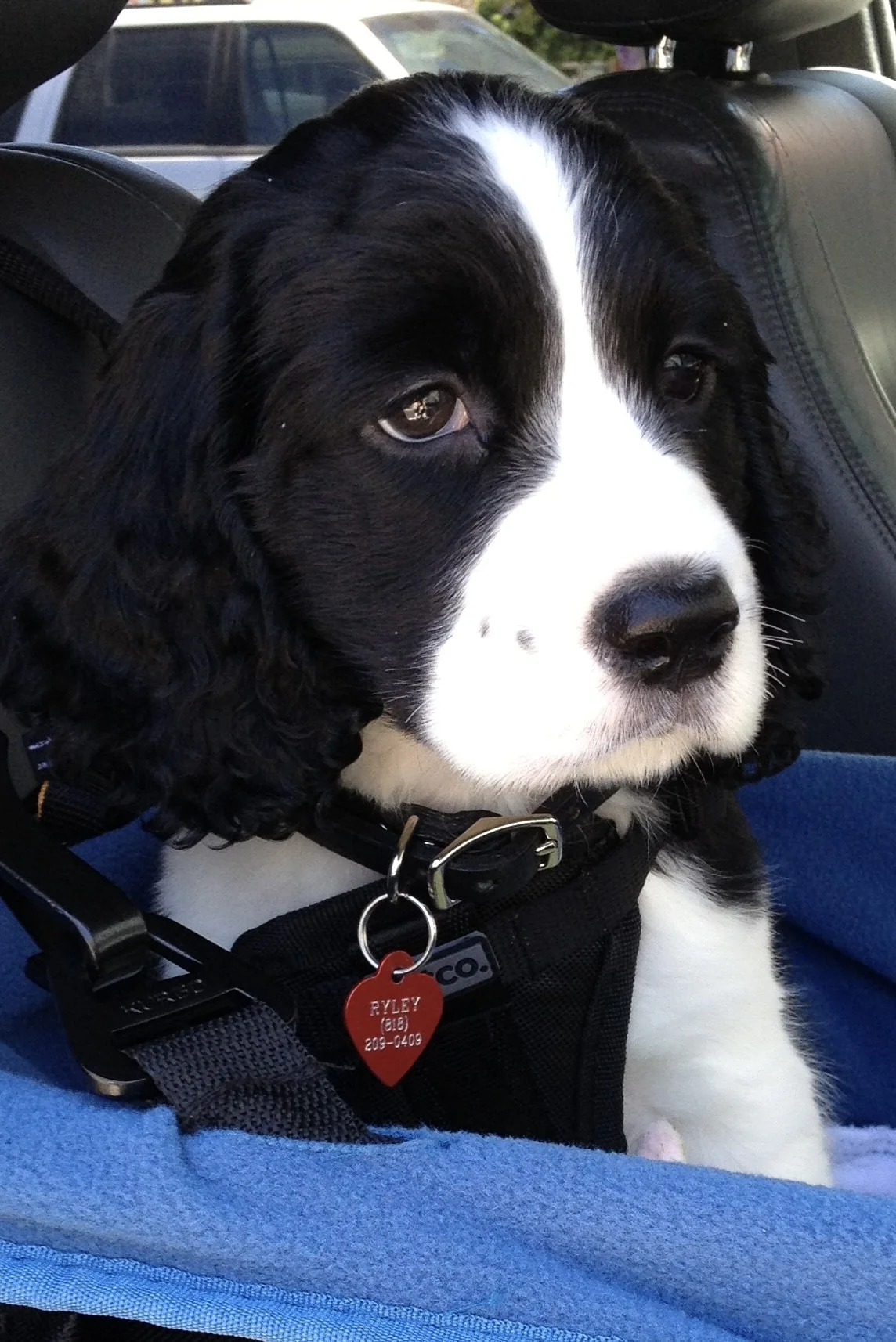 Memorial stone for Ryley, beloved English Springer Spaniel dog 2