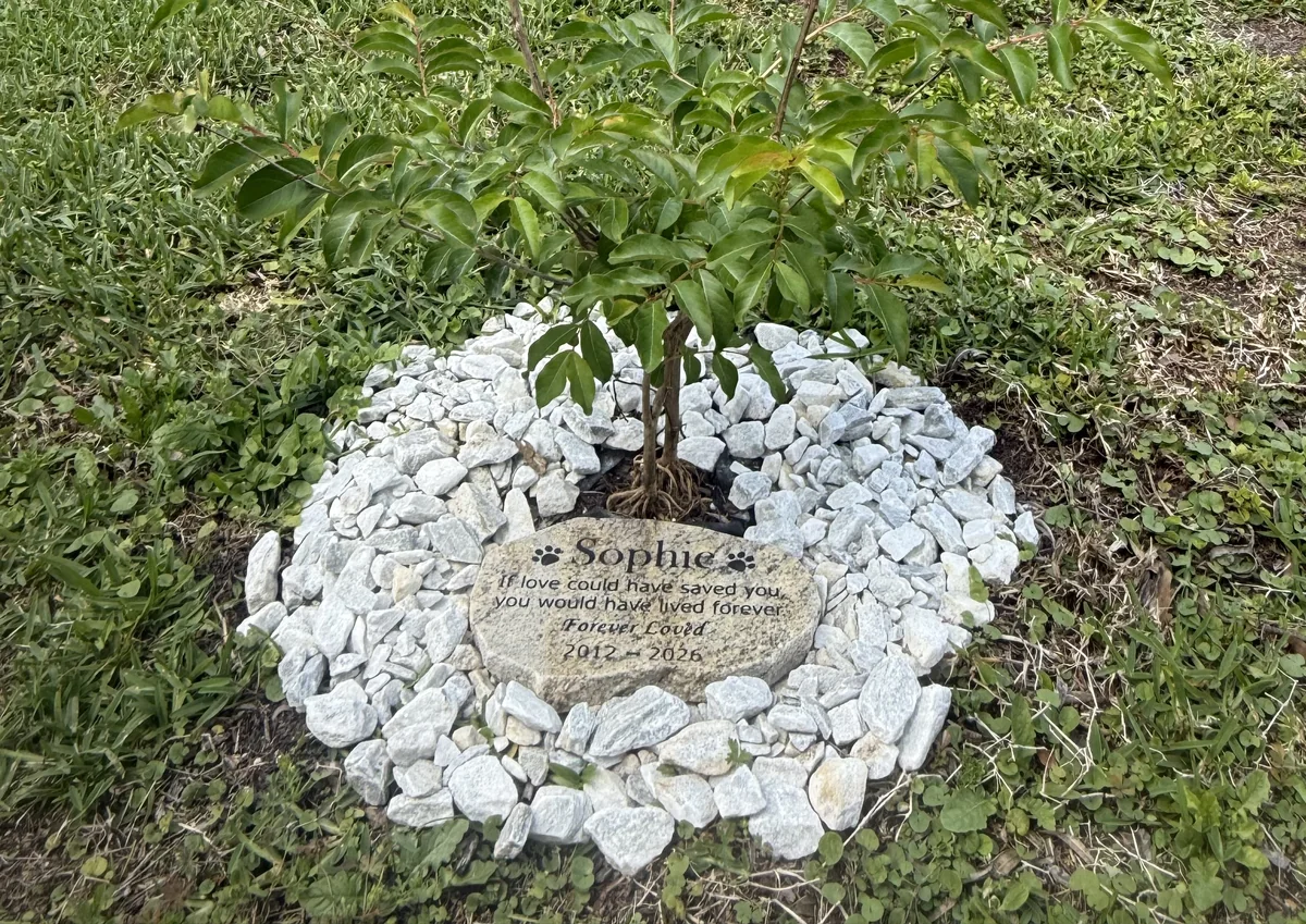 Memorial stone for Sophie, beloved Old English Bulldog dog 2