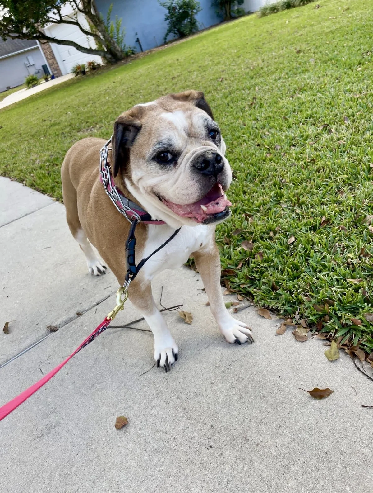 Sophie memorial tribute