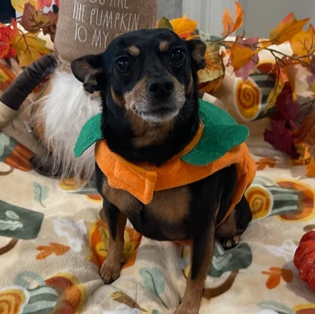 Trixi Doodle memorial tribute