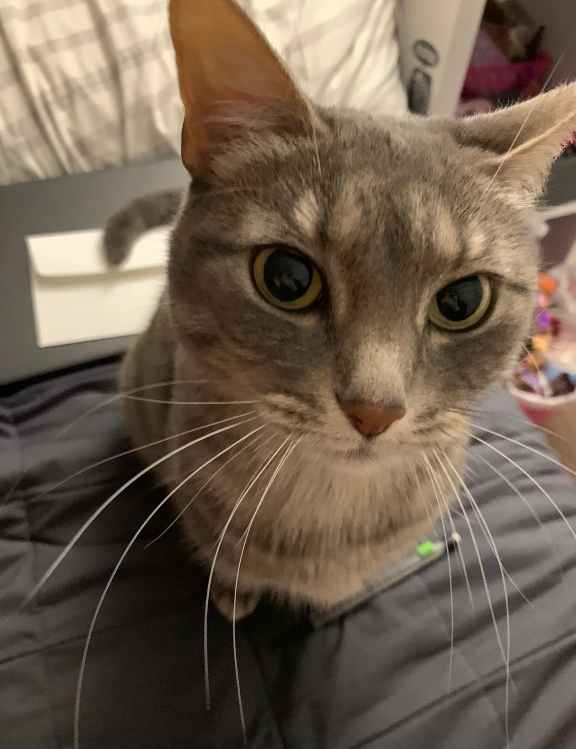 Woodland memorial tribute