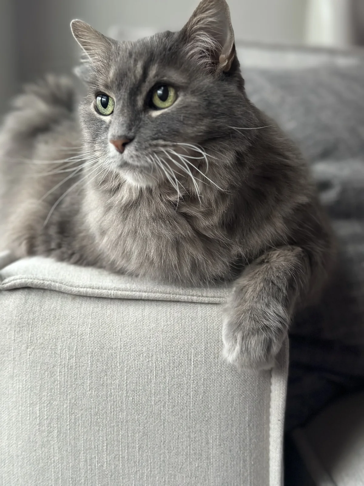 Zoey memorial tribute